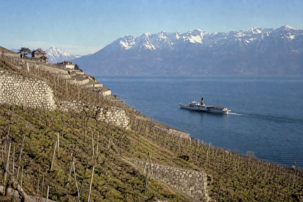The steep Lavaux vineyard terraces above Lac Léman near Cully, a cruise boat passing below the dry-stone walls